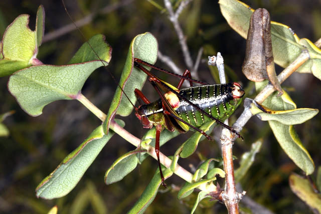 Barbitistes fischeri - Copyright Denis Bourgeois